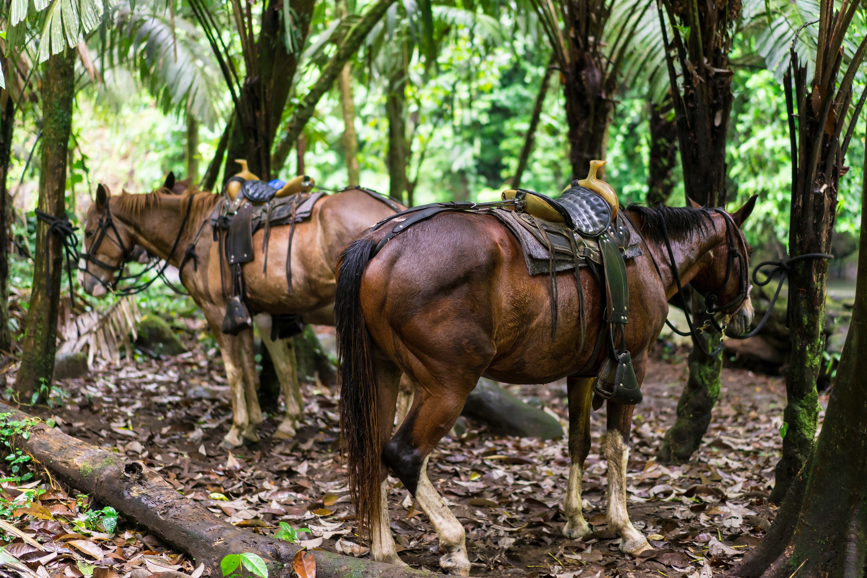 Tulum Jungle Adventure: Horseback Cenote Exploration