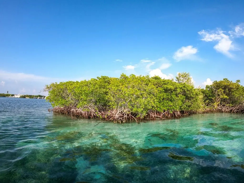 Isla Contoy and Isla Mujeres Tour: Snorkeling and Adventure in the Mexican Caribbean