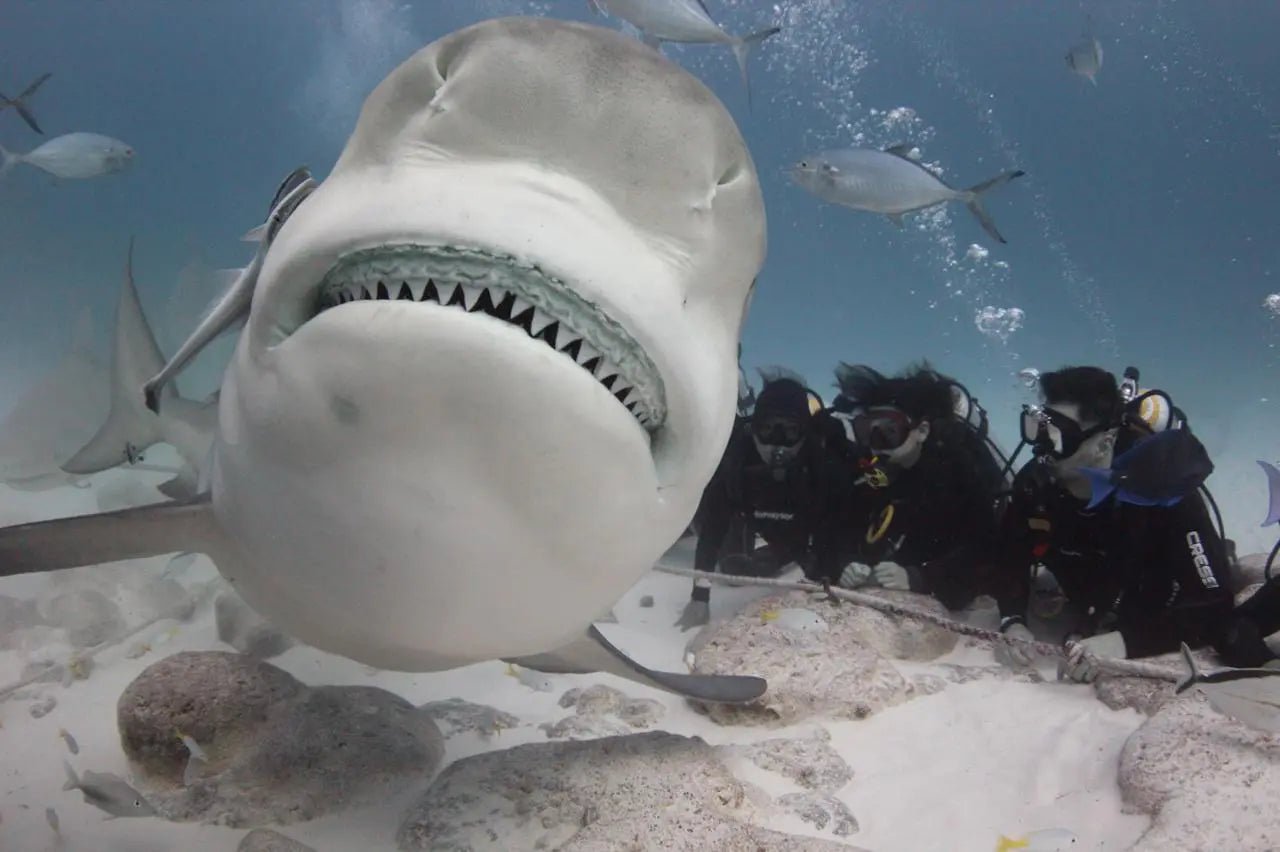 Aventura de buceo con tiburones toro en Playa del Carmen