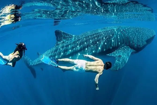 Cancun/Isla Mujeres Swiming with Whale Sharks Adrenalina Tours LLC