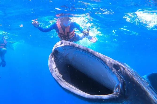 Cancun/Isla Mujeres Swiming with Whale Sharks Adrenalina Tours LLC