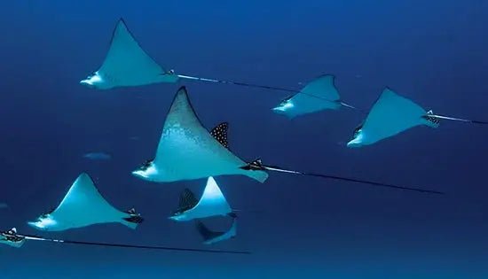 Cancun/Isla Mujeres Swiming with Whale Sharks Adrenalina Tours LLC