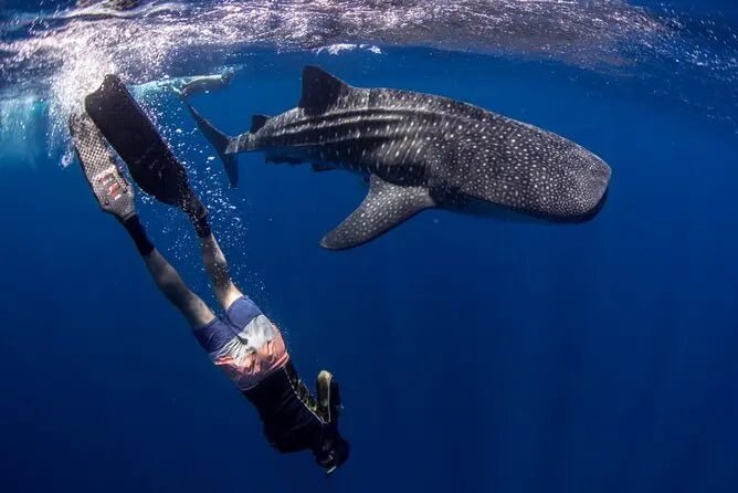 Cancun/Isla Mujeres Swiming with Whale Sharks Adrenalina Tours LLC