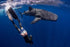 Cancun/Isla Mujeres Swiming with Whale Sharks Adrenalina Tours LLC