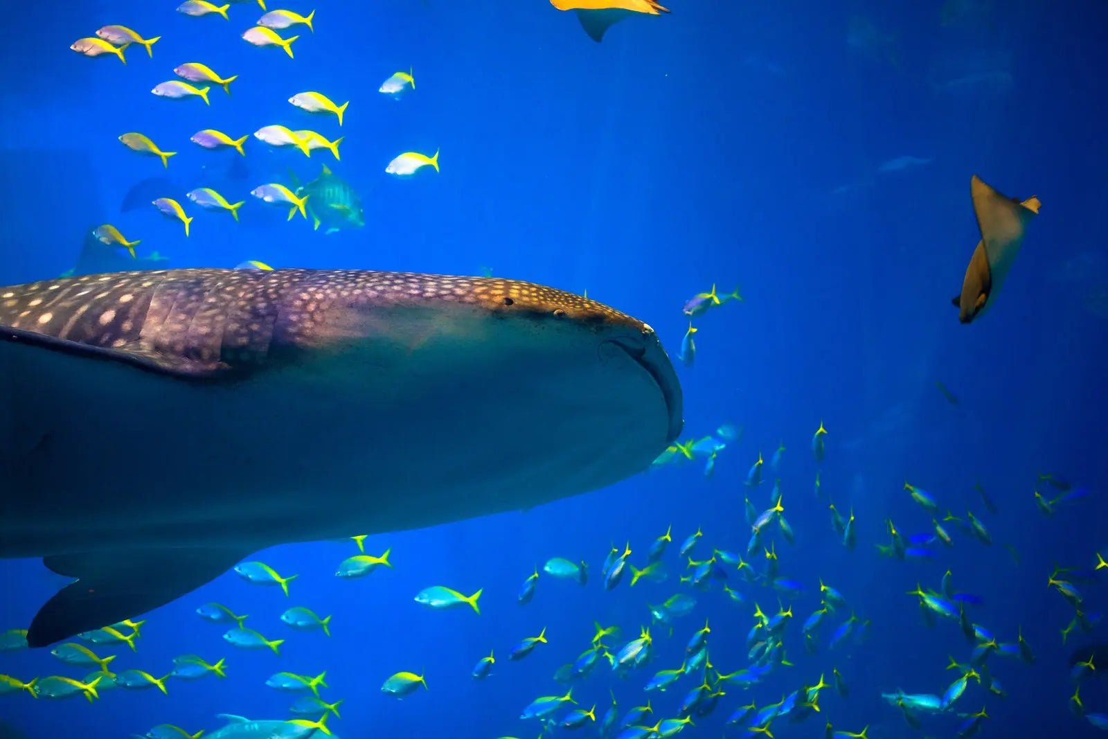 Cancun/Isla Mujeres Swiming with Whale Sharks Adrenalina Tours LLC