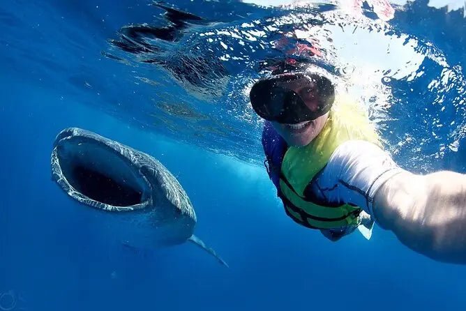 Cancun/Isla Mujeres Swiming with Whale Sharks Adrenalina Tours LLC