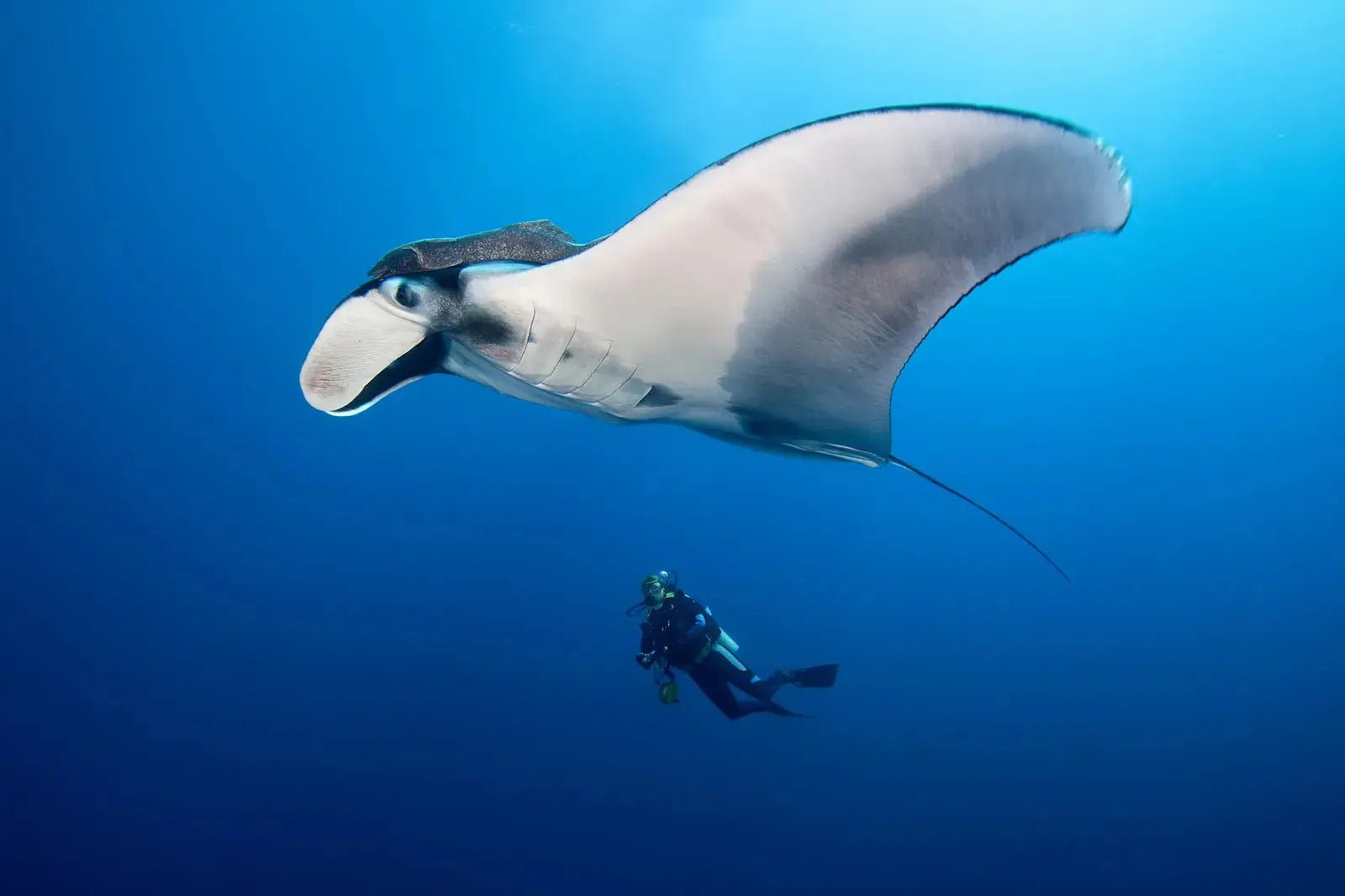 Cancun/Isla Mujeres Swiming with Whale Sharks Adrenalina Tours LLC