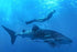 Cancun/Isla Mujeres Swiming with Whale Sharks Adrenalina Tours LLC