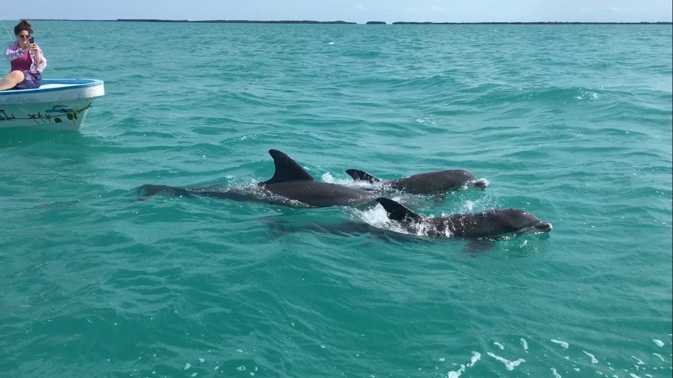 Tulum Sian Ka’an Adventure: Dolphins, Turtles & Punta Allen - Adrenalina Tours LLC CUN