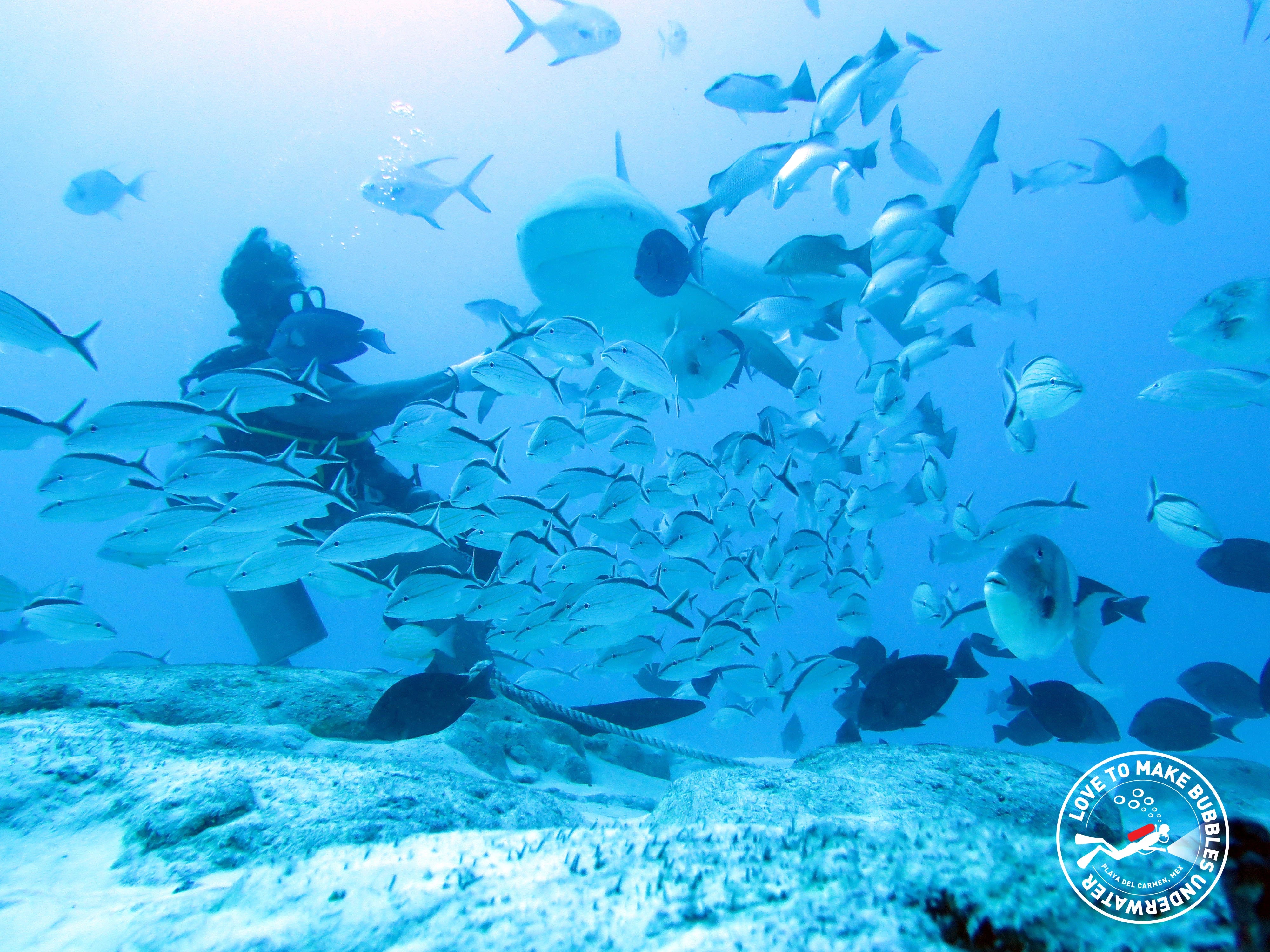 Experience exhilarating diving with Bull Sharks in Playa del Carmen – a thrilling adventure for adrenaline enthusiasts.