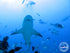 Experience exhilarating diving with Bull Sharks in Playa del Carmen – a thrilling adventure for adrenaline enthusiasts.
