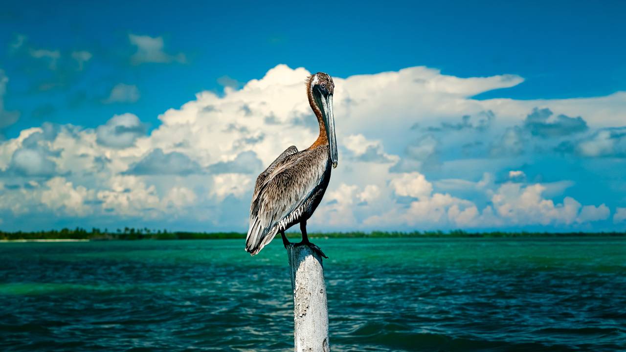 Tulum Sian Ka’an Adventure: Dolphins, Turtles & Punta Allen - Adrenalina Tours LLC CUN