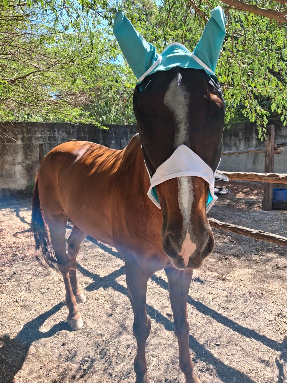 Classic Rides – Horseback Trail in Akumal Jungle | Riviera Maya | 1.5 Hours