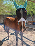 Classic Rides – Horseback Trail in Akumal Jungle | Riviera Maya | 1.5 Hours