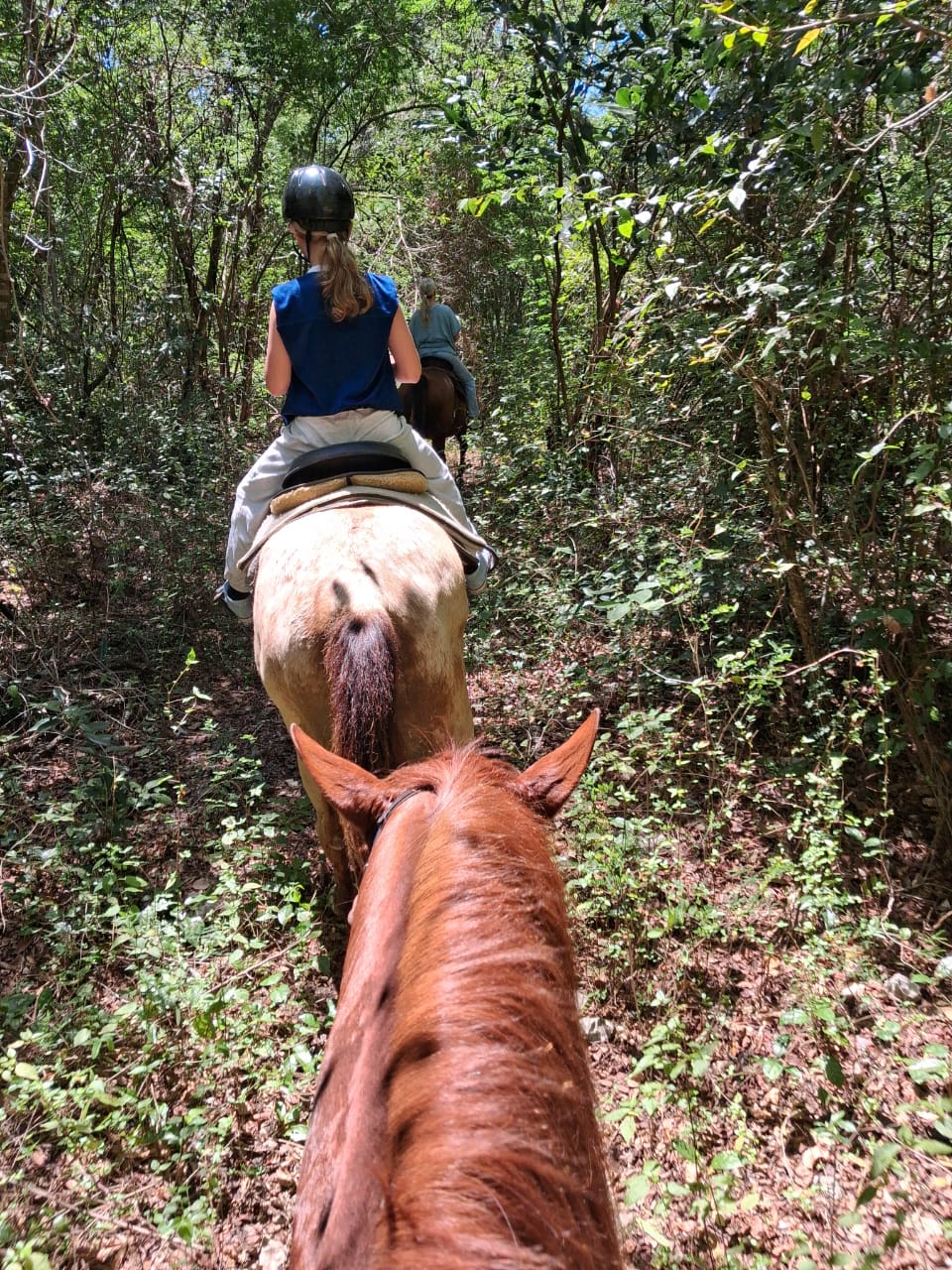 Classic Rides – Horseback Trail in Akumal Jungle | Riviera Maya | 1.5 Hours