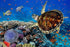 Tulum ruins, cenote and turtle tour