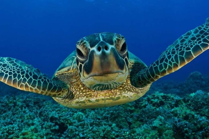 Snorkeling with sea turtles in Akumal Bay near Tulum