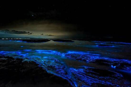 Bioluminescence at Punta Cocos, Holbox