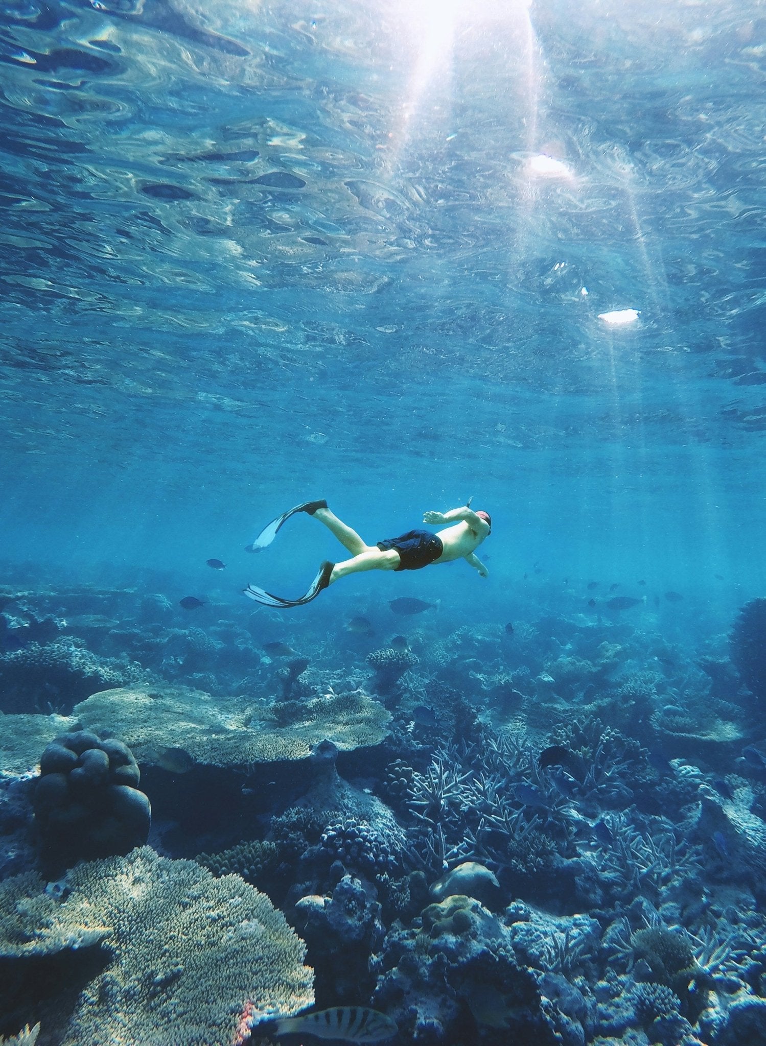 Cozumel Snorkeling Tour: Swim with Turtles at El Cielo