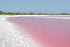 Las Coloradas and Rio Lagartos Tour from Playa del Carmen Easy tours- Adventure tourism Mexico