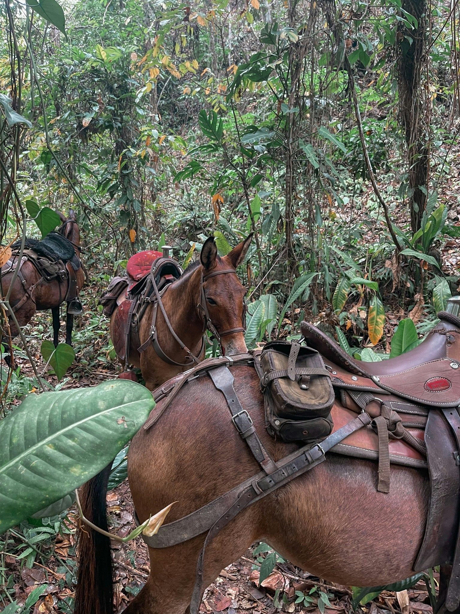 Classic Rides – Horseback Trail in Akumal Jungle | Riviera Maya | 1.5 Hours