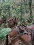 Classic Rides – Horseback Trail in Akumal Jungle | Riviera Maya | 1.5 Hours