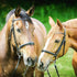 Classic Rides – Horseback Trail in Akumal Jungle | Riviera Maya | 1.5 Hours