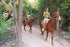Saddle Up for an Unforgettable Adventure: Explore the Enchanting Mayan Jungle of Tulum on Horseback! 🚀🌟 Ride magnificent horses through the lush Mayan jungle, discovering hidden wonders and immersing in the mysteries of Tulum's natural beauty. Dive into crystal-clear cenote waters for an unforgettable experience! 🏜️🏊‍♀️ Join us for a hassle-free day with transportation, lunch, and exploration. Book now and let the magic begin! 🚐🌴 #MayanJungleAdventure #HorsebackRiding #CenoteExploration