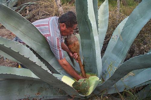 Mexico City. ATV in forest with pulque tasting. - Adrenaline