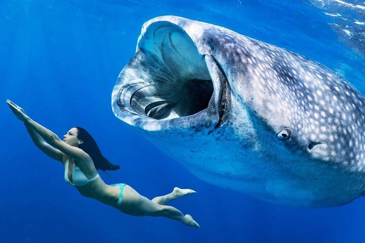 A woman swimming next to a whale