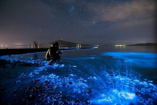 6 Places in the World to Witness Bioluminescence - Pacsafe – Official North  America Store