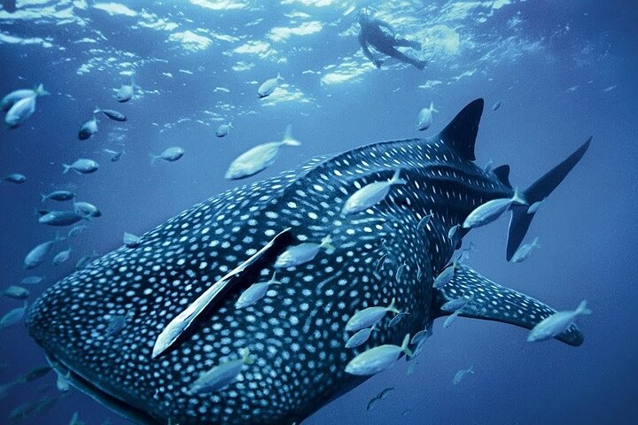 Seasonal experience alert! Book your spot now for a unique opportunity to swim with whale sharks in La Paz. Limited to 100 visitors per day, so secure your adventure. Explore beautiful beaches, enjoy a delicious picnic, and partake in various water activities. Inclusions: snorkeling equipment, bottled water, neoprene suit, ceviche picnic, and taxes. Exclusions: transportation and tips. Tour availability from December to April, subject to weather conditions and government instructions.