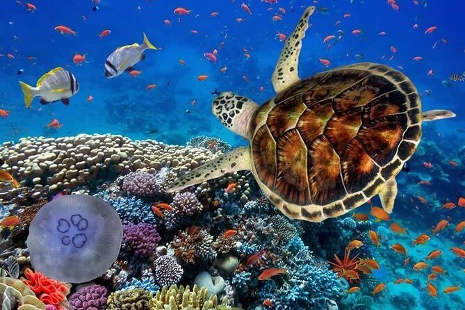 Turtle Swim & Jungle Adventure Tour: Ziplines, Rappel, ATV & Cenote Exploration