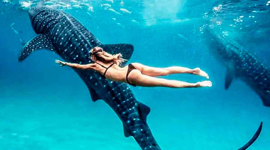 Holbox. Swim with whale shark, bird watching and picnic. - Adrenaline