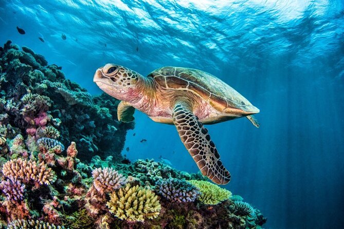 Turtle Swim & Jungle Adventure Tour: Ziplines, Rappel, ATV & Cenote Exploration