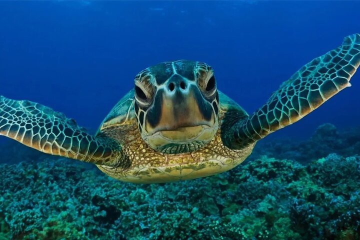 Turtle Swim & Jungle Adventure Tour: Ziplines, Rappel, ATV & Cenote Exploration