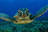 Swim with turtles + ziplines + rappel + atv & cenote adventure - Adrenaline
